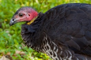 Brush Turkey Control Gold Coast