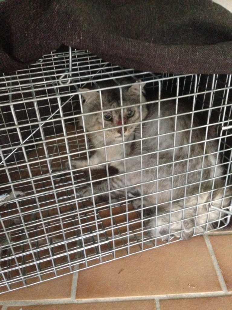 Feral Cat trapped Gold Coast Pest Management Solutions