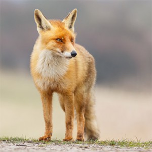 Fox-Australia