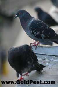 Pigeons  Control ipswich