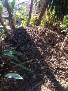 Brush Turkey Removal Gold Coast