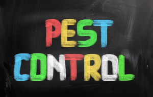 Pest Control Gold Coast