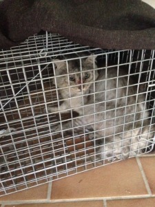 Cat Removal - Benowa Gold Coast