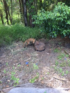 Fox trapping Merimac Gold Coast