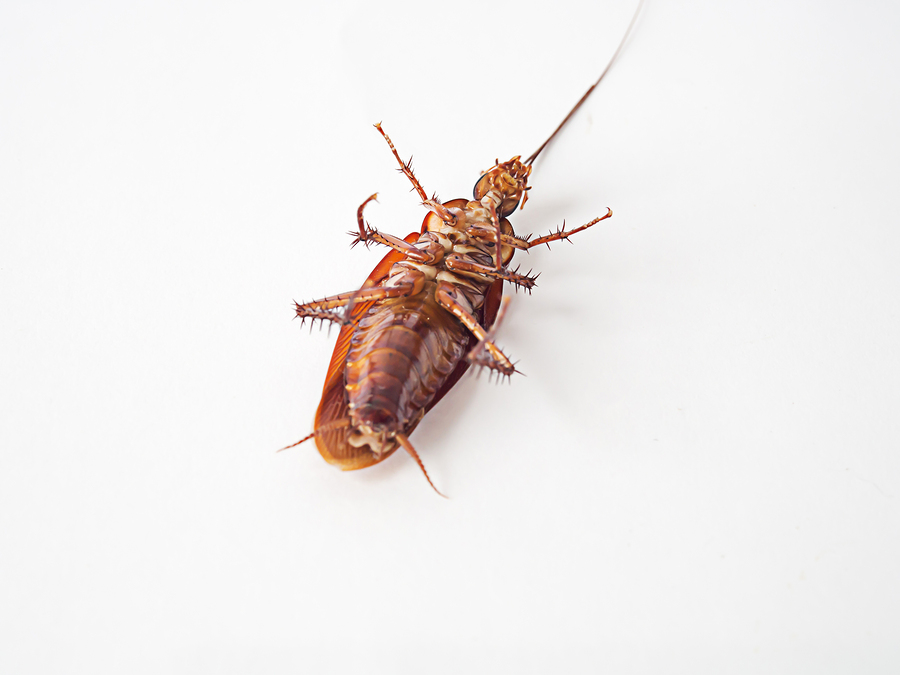 cockroach control gold coast