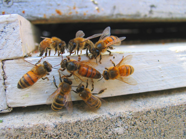 bees-1239460-640x480