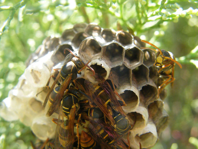 wasp-nest-1-1164778-640x480